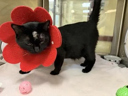An adult small-sized male Domestic Short Hair cat named Berry for adoption in Independence, MO