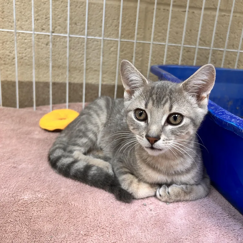 A baby small-sized female Tabby (Gray / Blue / Silver) Domestic Short Hair cat named Pinky Pie for adoption in Myerstown, PA