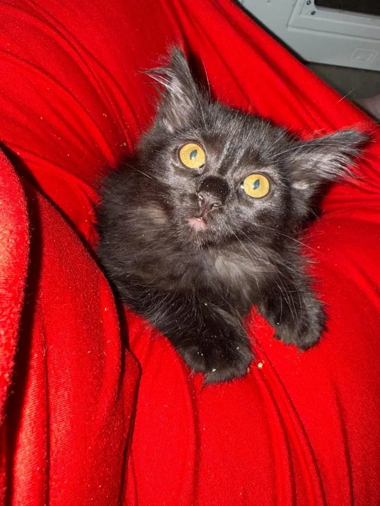 Smolder