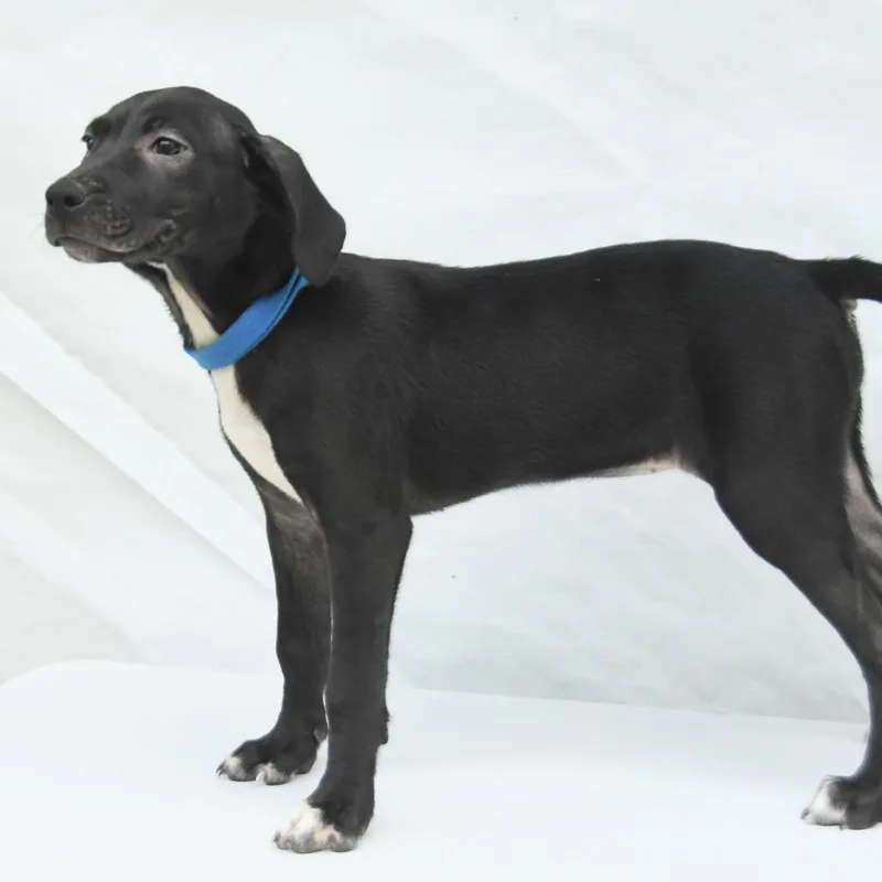 A young medium-sized female Black Labrador Retriever dog named Kylie for adoption in South Elgin, IL