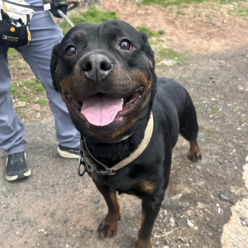 An adult medium-sized female Black Rottweiler dog named Raven for adoption in Weimar, CA