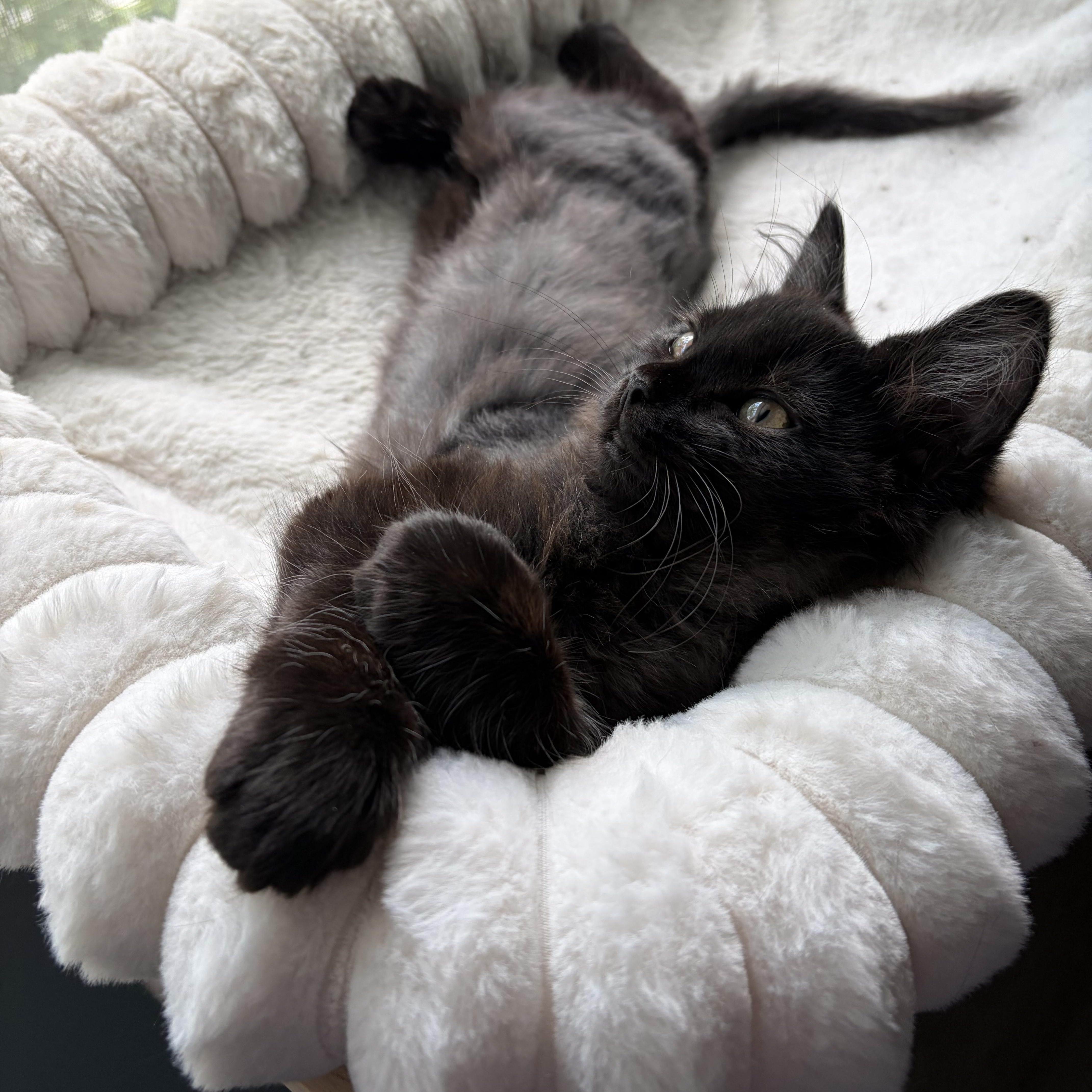 A baby medium-sized male Black Domestic Short Hair cat named Walnutwood& Poplarwood for adoption in Columbus, OH