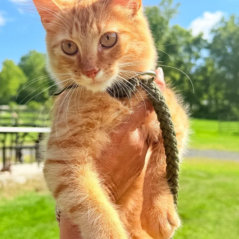 A baby small-sized male Orange & White Bengal cat named Garfi for adoption in New York, NY
