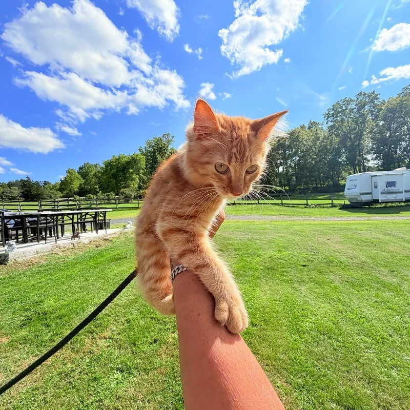 Garfi thumbnail 2