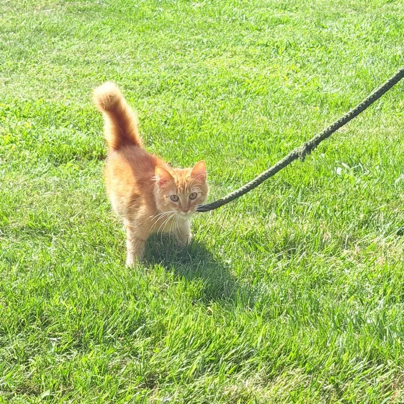 Garfi thumbnail 3