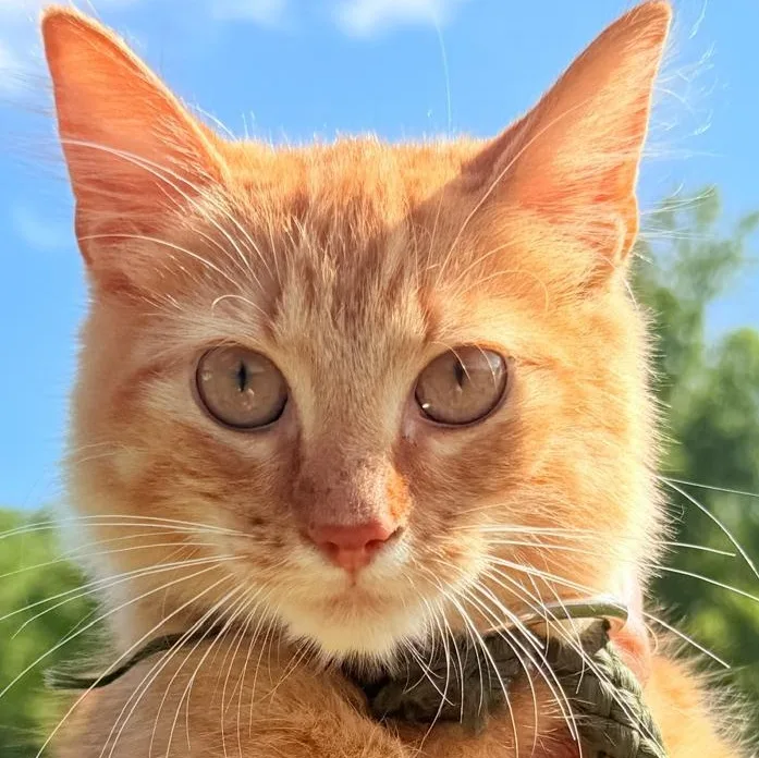 Garfi thumbnail 4