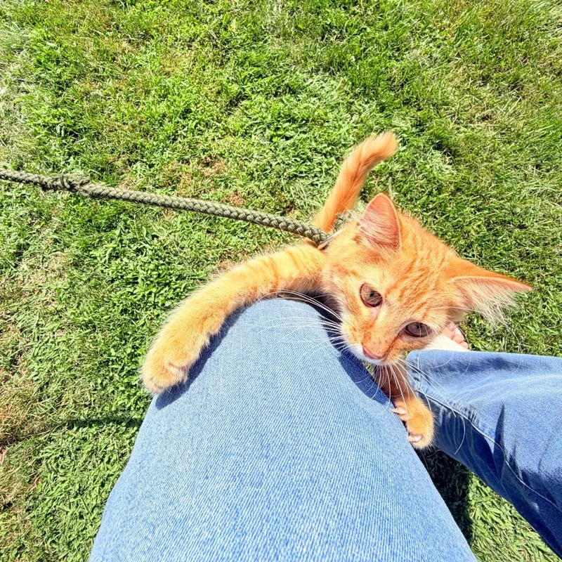 Garfi thumbnail 5