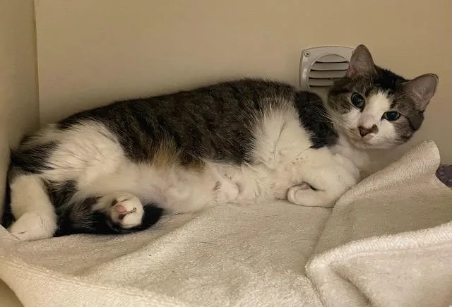 An adult medium-sized female Domestic Short Hair cat named Princess Honey for adoption in Bloomington, IN
