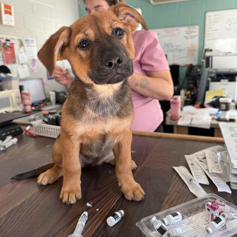 A baby small-sized female Yellow / Tan / Blond / Fawn Shepherd dog named Annie Oakley for adoption in Wappingers Falls, NY