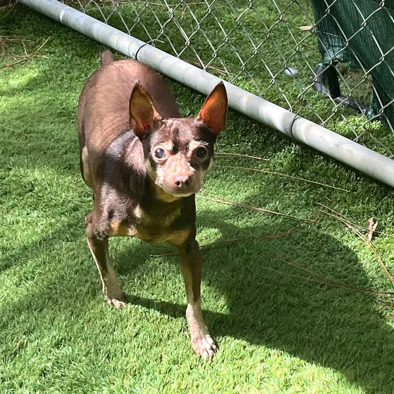 A senior small-sized male Brown / Chocolate Chihuahua dog named Folgers for adoption in Semmes, AL