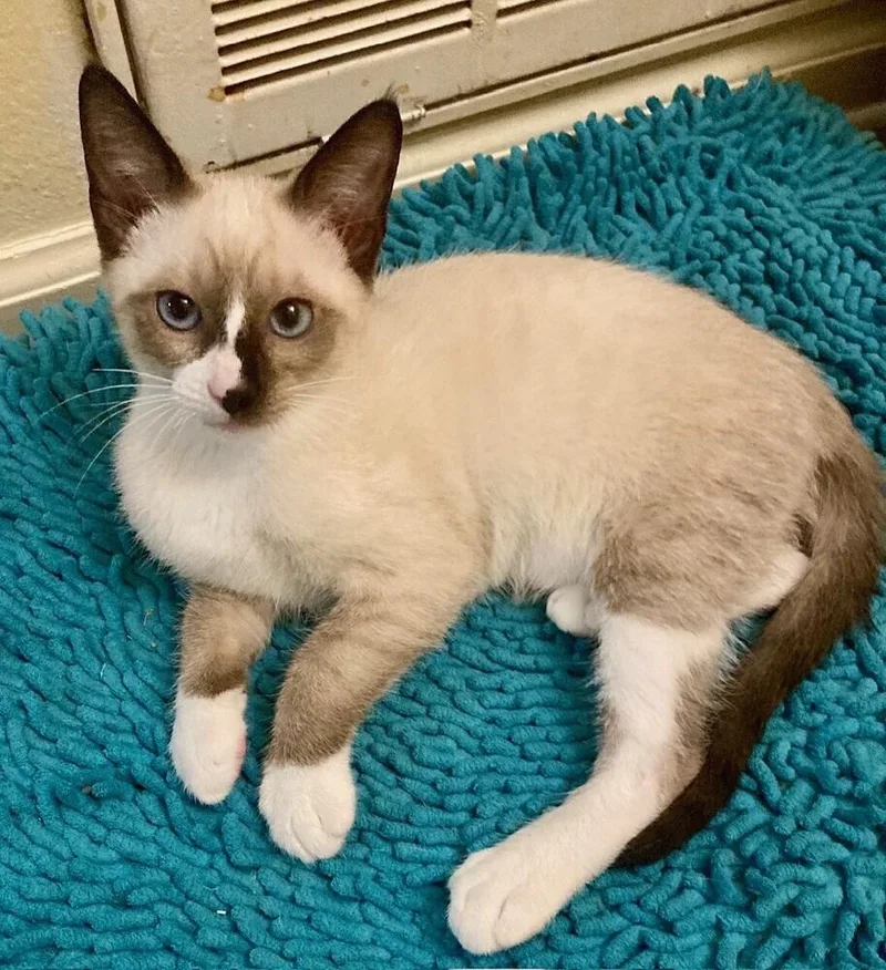 A baby medium-sized male Snowshoe cat named Bosco for adoption in Little Rock, AR