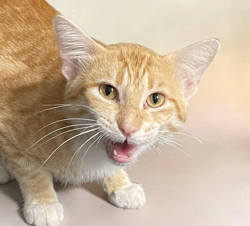 An adult medium-sized male Orange / Red Domestic Short Hair cat named Rowan for adoption in Champaign, IL