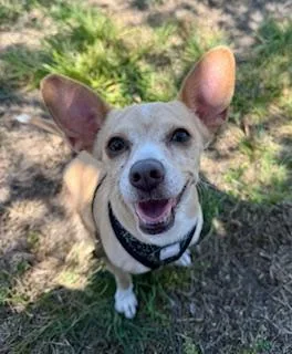 Lulu