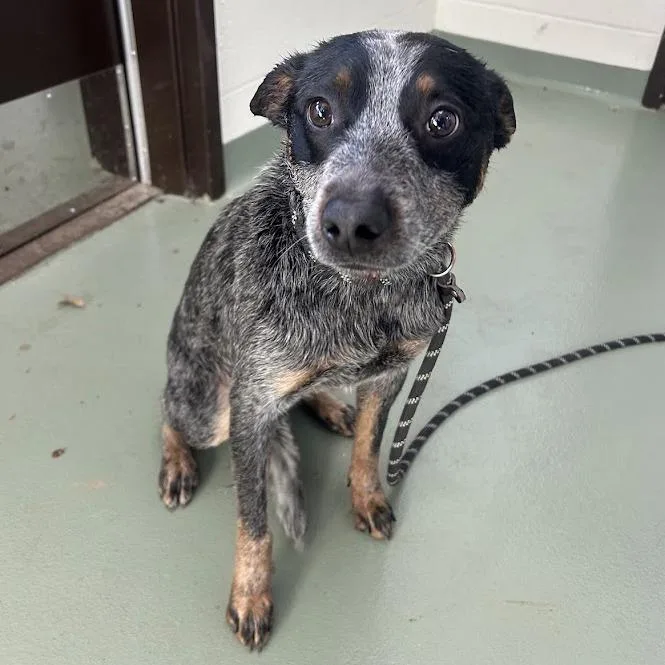 An adult medium-sized male Gray / Blue / Silver Australian Cattle Dog / Blue Heeler dog named Riley Green for adoption in Verona, VA