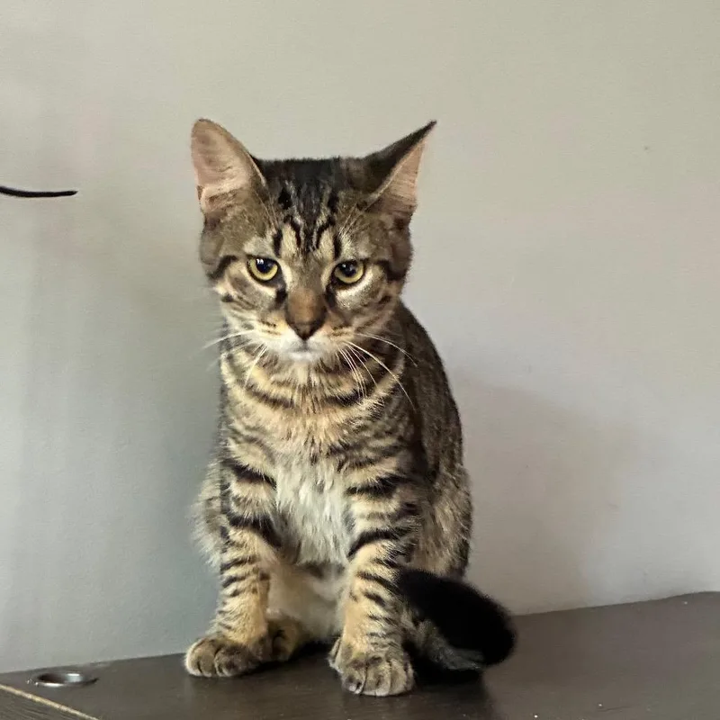 A baby small-sized male Brown / Chocolate Domestic Short Hair cat named Evan for adoption in Carmel, IN