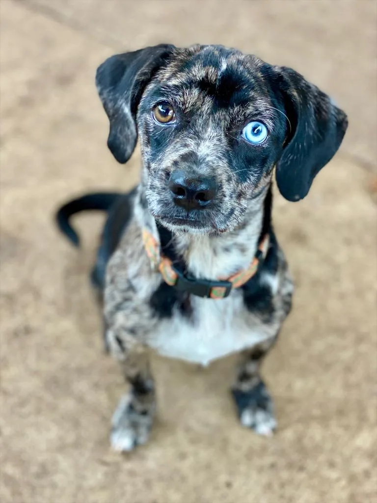 A baby medium-sized male Beagle dog named Gizmo for adoption in Urbandale, IA