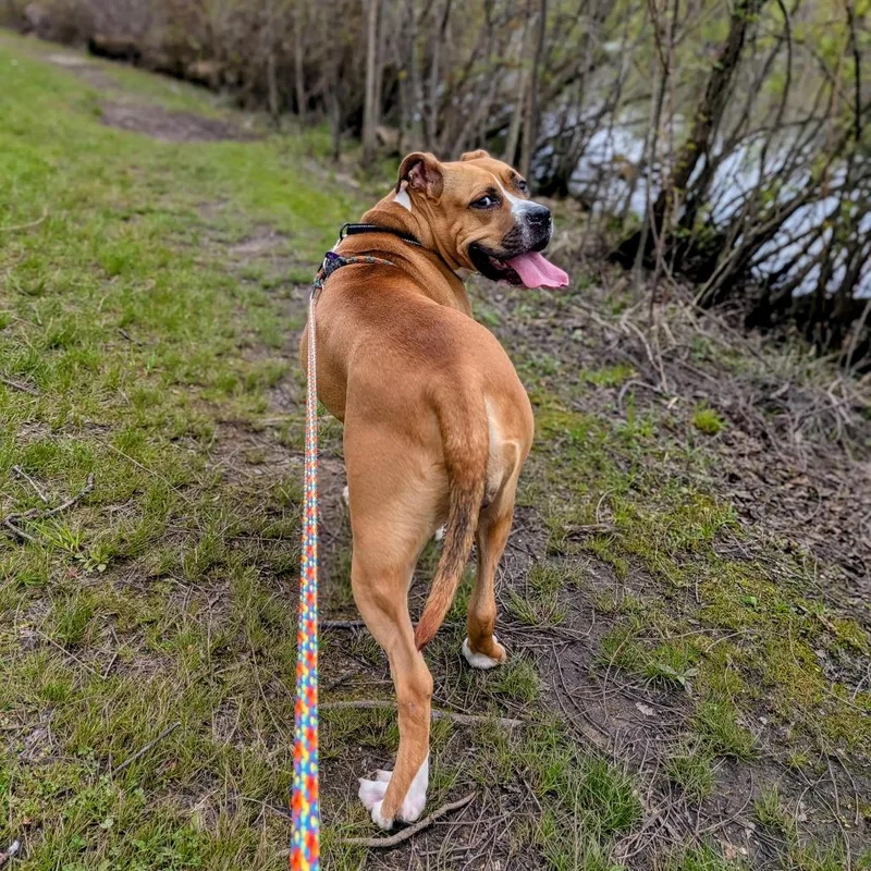An adult large-sized female Brown / Chocolate Mixed Breed dog named Luna for adoption in Grand Rapids, MI