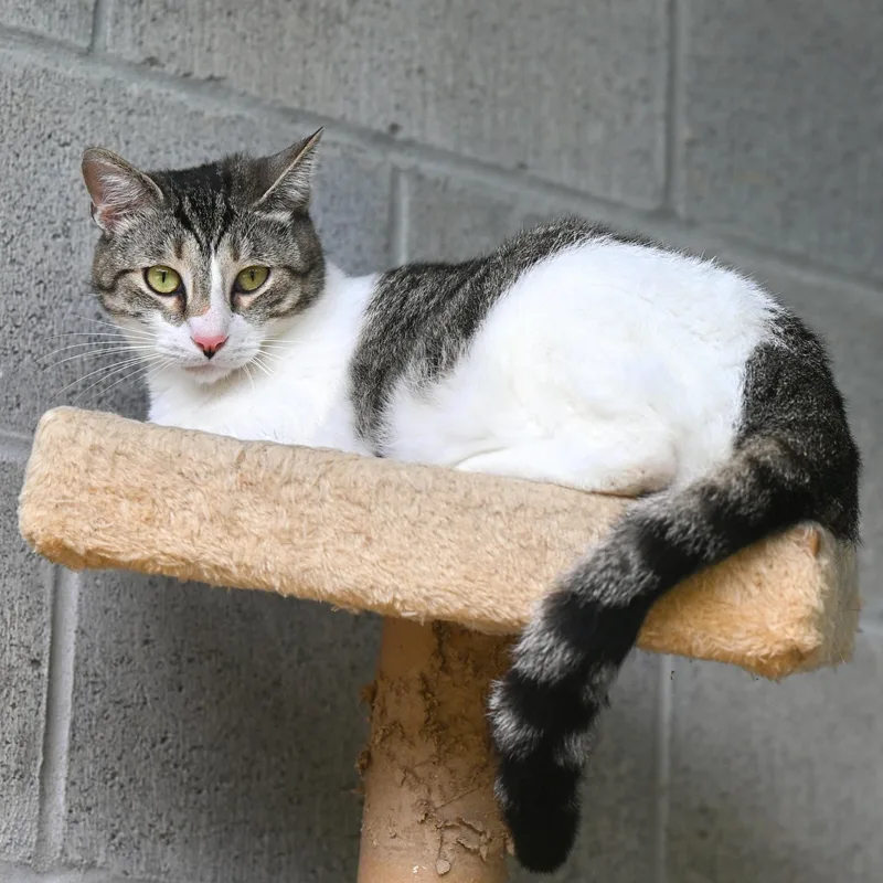 An adult small-sized female Tabby (Gray / Blue / Silver) Domestic Short Hair cat named Heidi for adoption in Hot Springs, AR