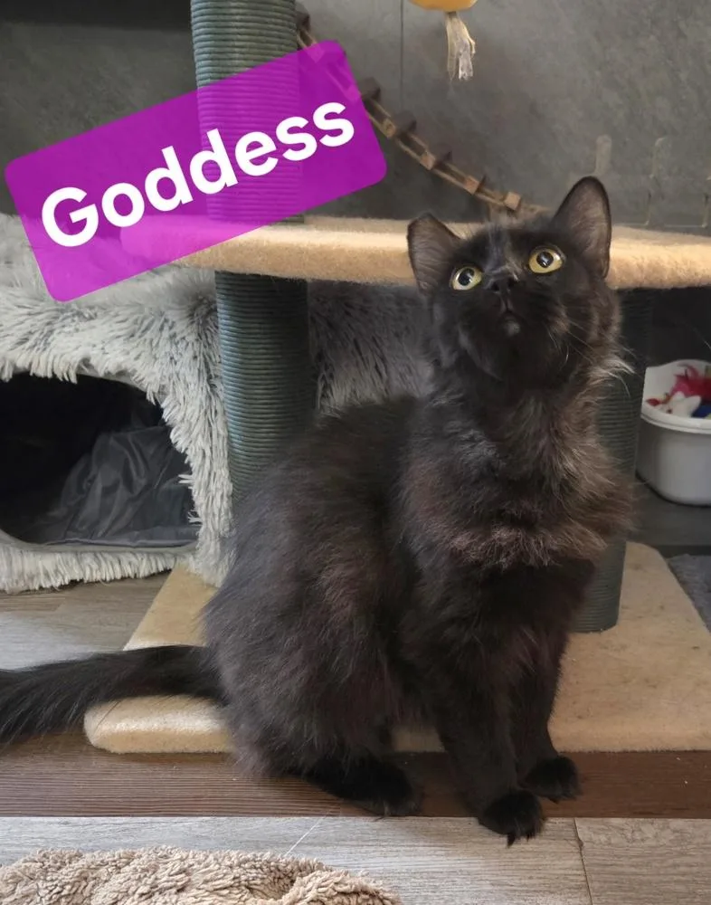 An adult medium-sized female Domestic Long Hair cat named Goddess for adoption in Dallas, TX
