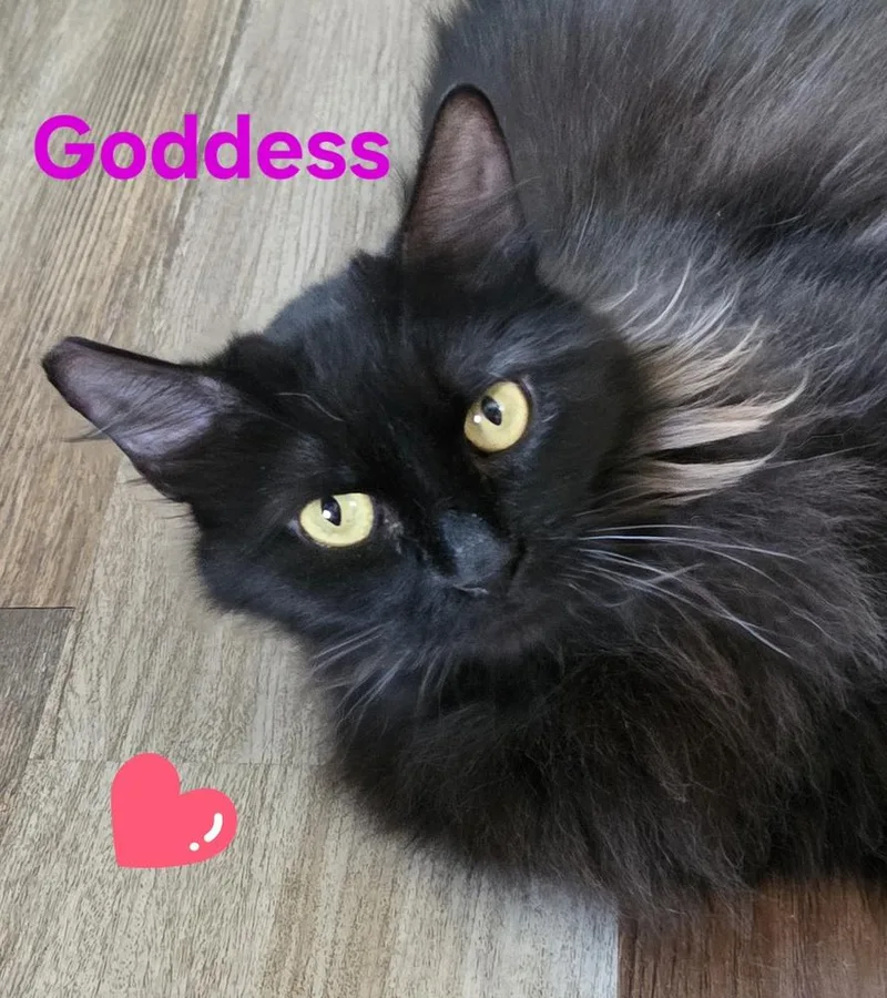 Goddess thumbnail 3