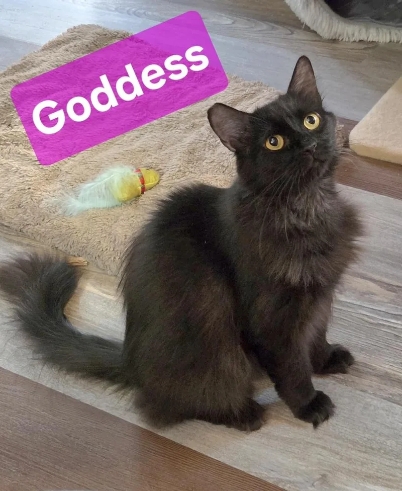 Goddess thumbnail 4