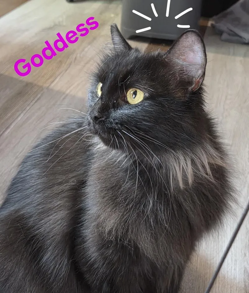 Goddess thumbnail 6