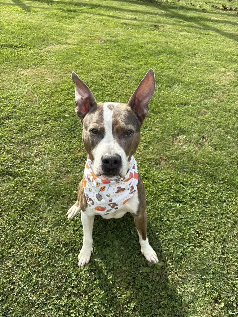 An adult medium-sized female Pit Bull Terrier dog named Remi for adoption in Hewitt, NJ