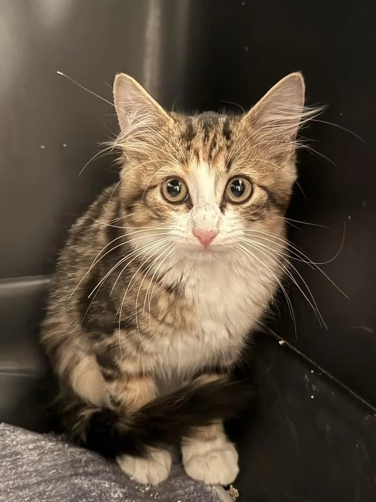 A baby medium-sized female Domestic Medium Hair cat named Catalina for adoption in Bolivar, MO