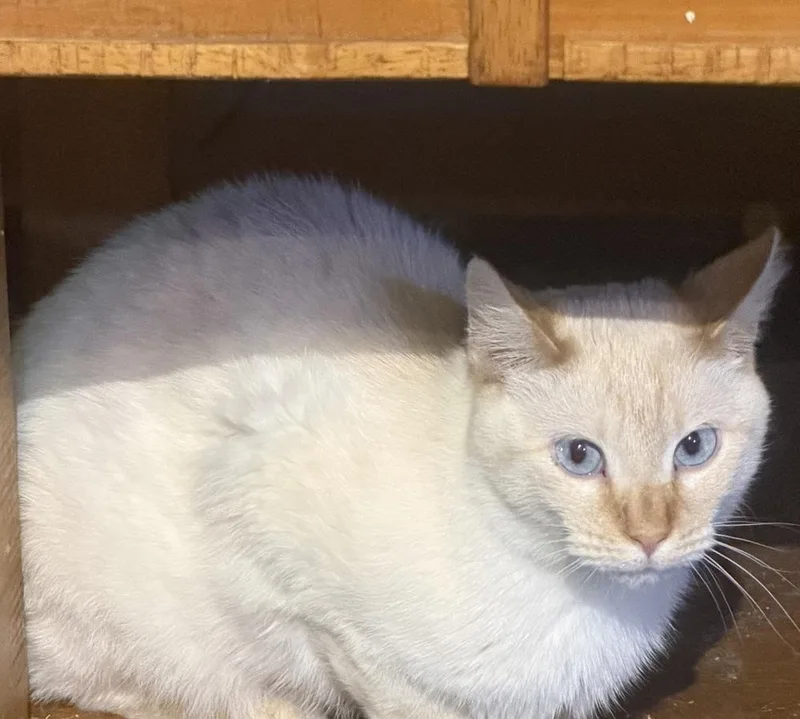 A baby small-sized male Siamese cat named Snow for adoption in Albany, WI