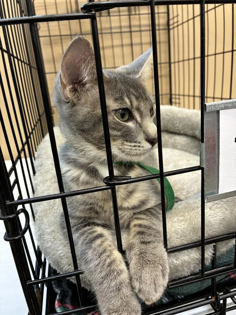 A young medium-sized male Domestic Short Hair cat named Ash for adoption in San Andreas, CA