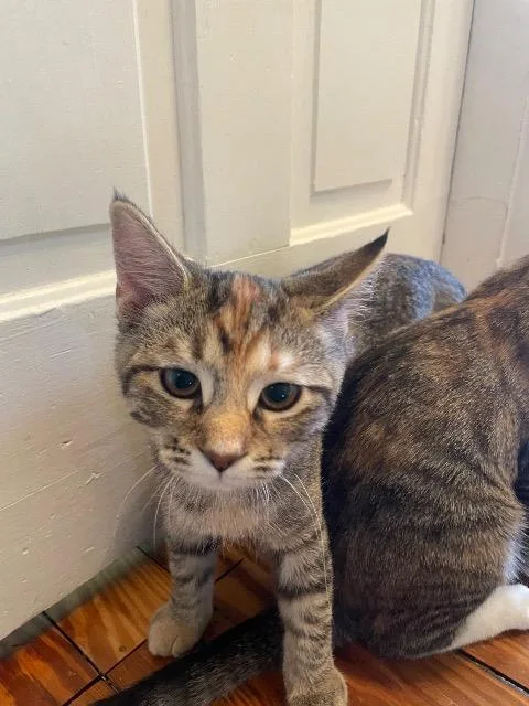 A baby medium-sized female Domestic Medium Hair cat named Oregon Trail for adoption in Cincinnati, OH