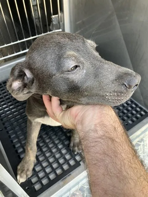 A baby medium-sized male Mixed Breed dog named Murphy for adoption in Dallas, TX