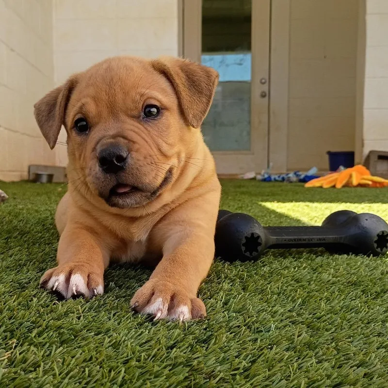 A baby small-sized male Yellow / Tan / Blond / Fawn Staffordshire Bull Terrier dog named Slash for adoption in LOXAHATCHEE, FL