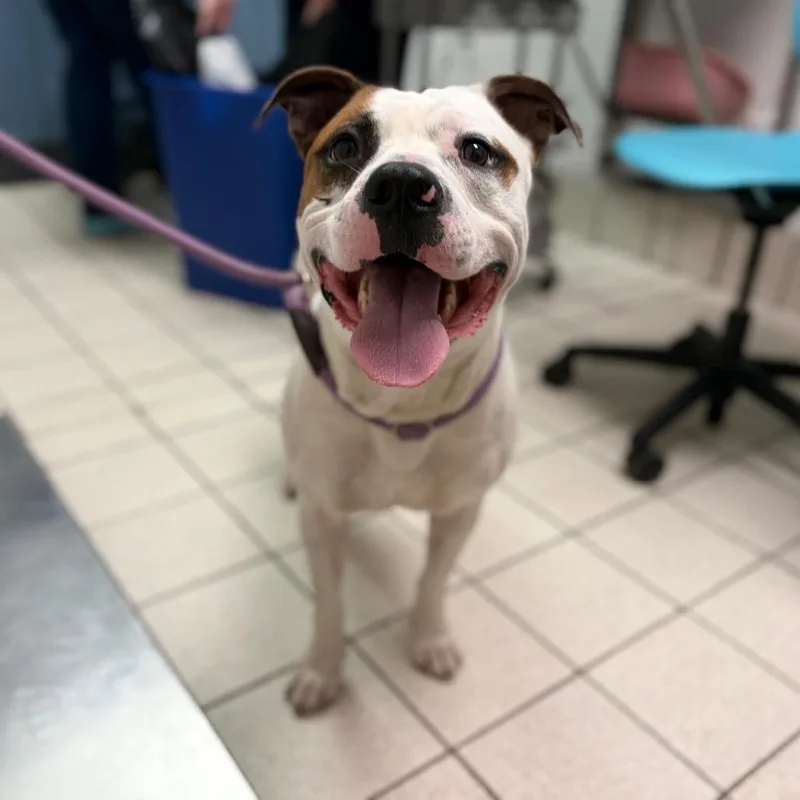 An adult large-sized male White / Cream Mixed Breed dog named Catfish for adoption in Charleston, WV