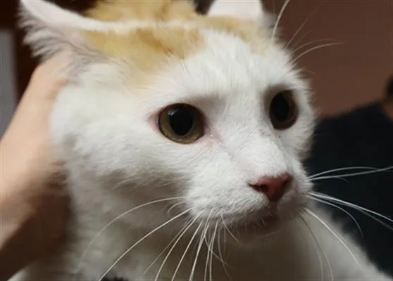 An adult large-sized male Domestic Short Hair cat named Caspian for adoption in Columbia, SC