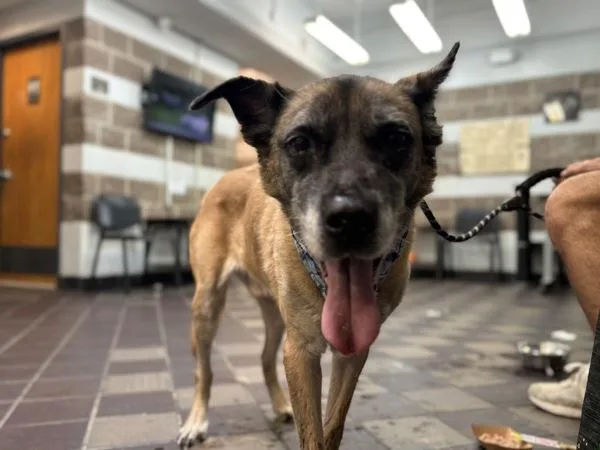 A senior large-sized male Mixed Breed dog named Chief for adoption in New York, NY