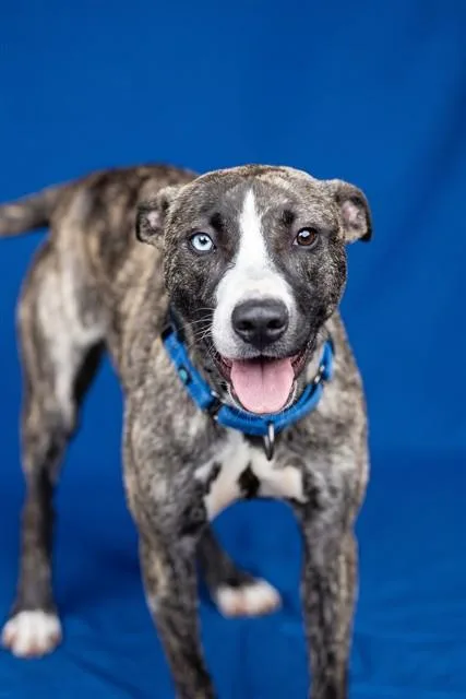 A young medium-sized female Whippet dog named Astrid for adoption in Belleville, IL