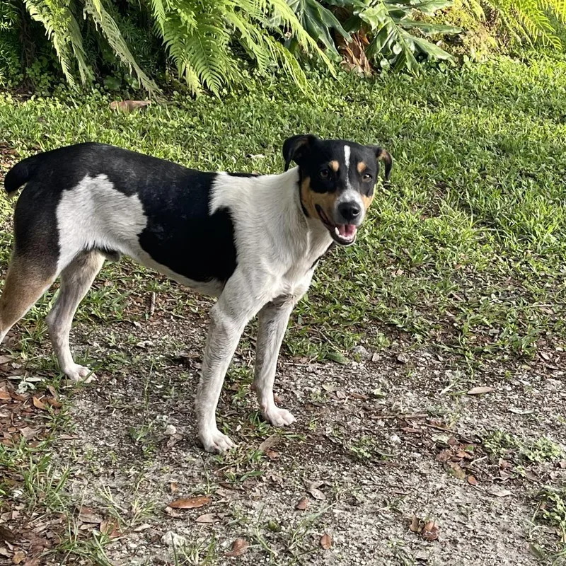 A young small-sized male White / Cream Rat Terrier dog named Douglas for adoption in LOXAHATCHEE, FL