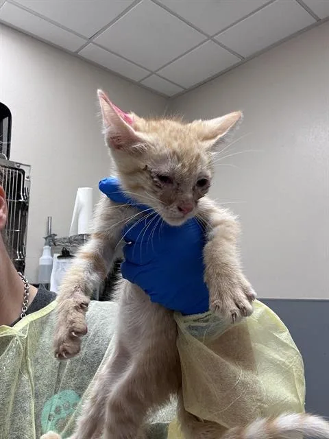 A baby small-sized male Domestic Short Hair cat named Eggs for adoption in Las Vegas, NV