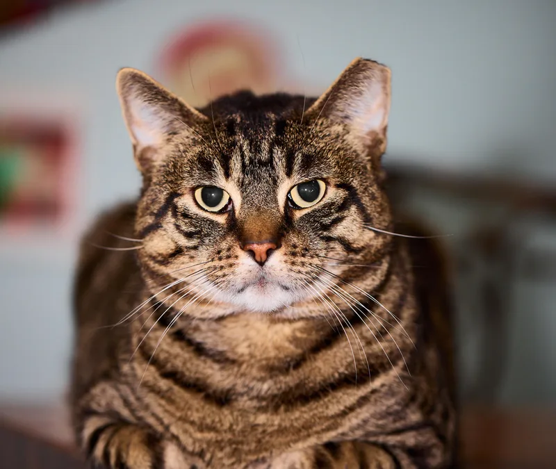 Bronny  The Big thumbnail 3