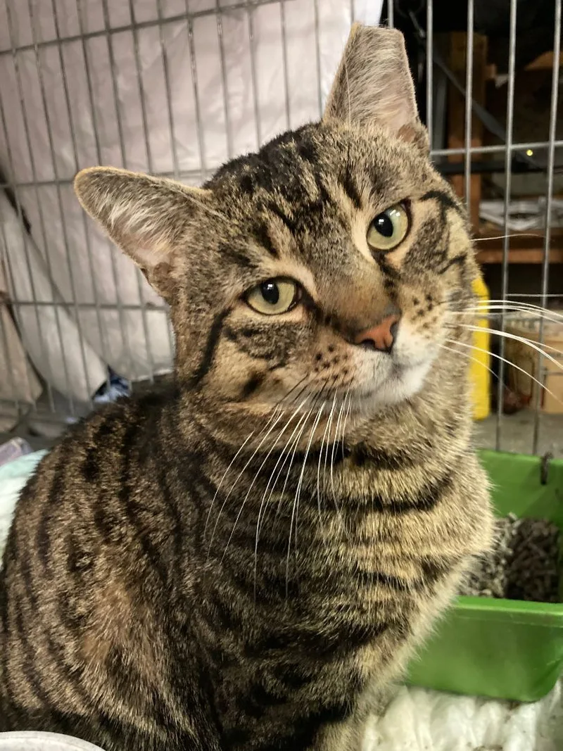 Bronny  The Big thumbnail 4