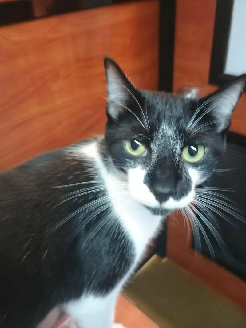 An adult medium-sized male Black & White / Tuxedo Domestic Short Hair cat named Bagherra for adoption in North Myrtle Beach, SC