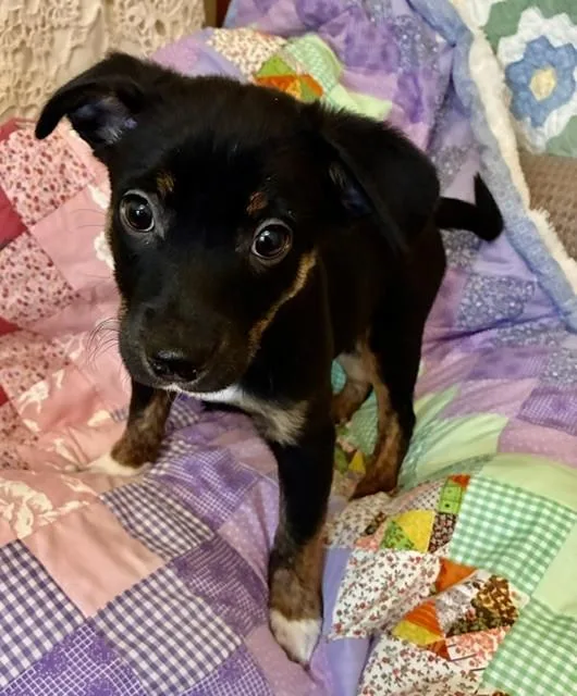 A baby small-sized male Tricolor (Brown, Black, & White) Mixed Breed dog named Boone for adoption in fort worth, TX