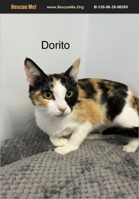 Dorito