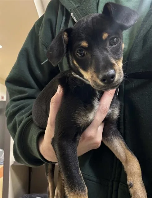 A baby small-sized female Chihuahua dog named Tootsie for adoption in Riverside, CA