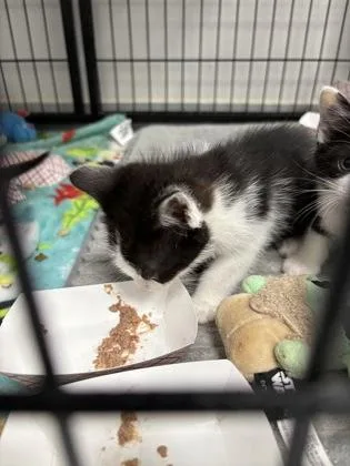A baby small-sized female Domestic Short Hair cat named 800-26 for adoption in Cumming, GA