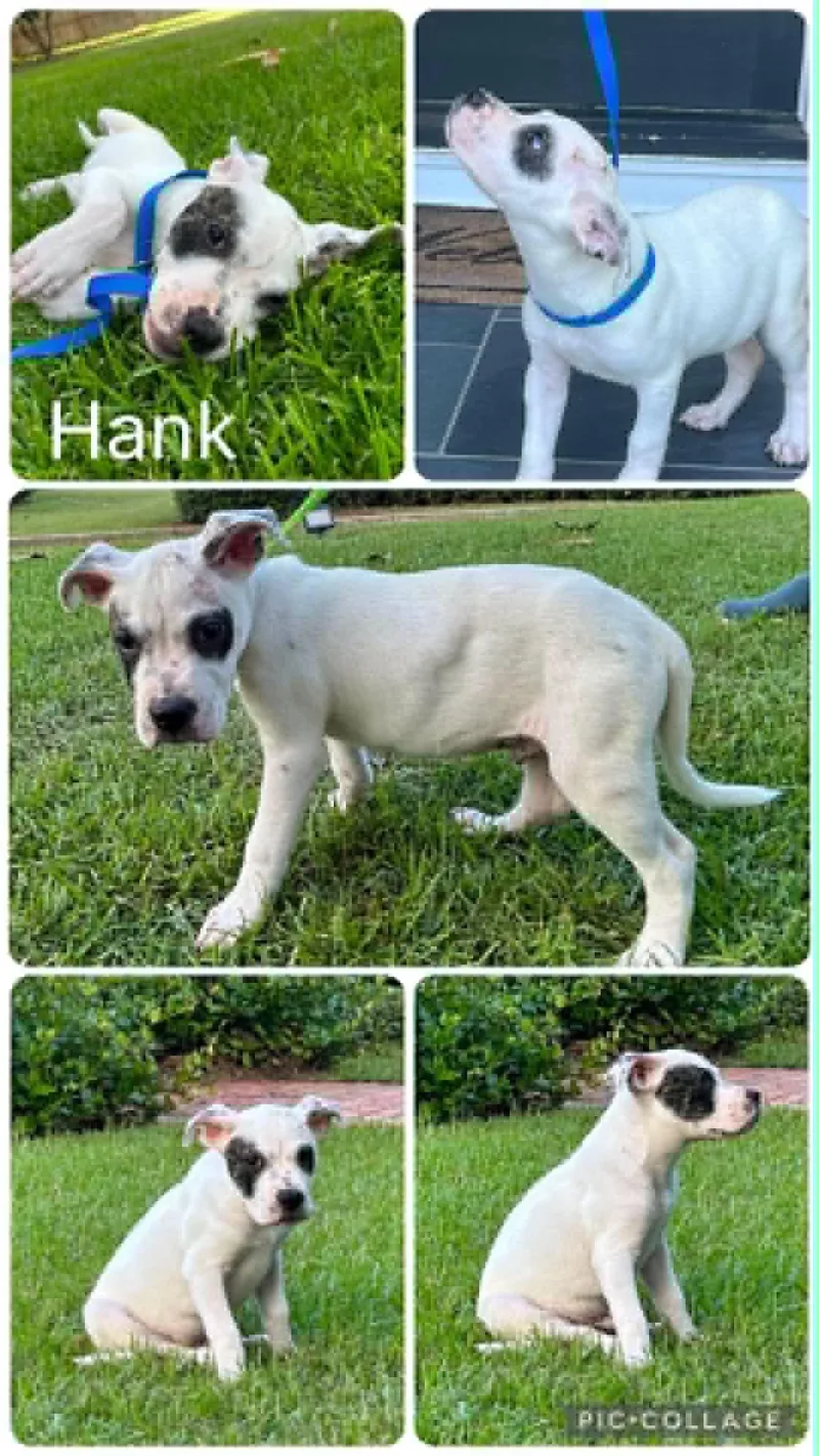 A baby medium-sized male American Bulldog dog named Hank for adoption in Enterprise, AL