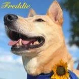 An adult medium-sized female Mixed Breed dog named Freddie for adoption in Denton, TX