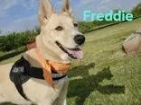 Freddie thumbnail 5