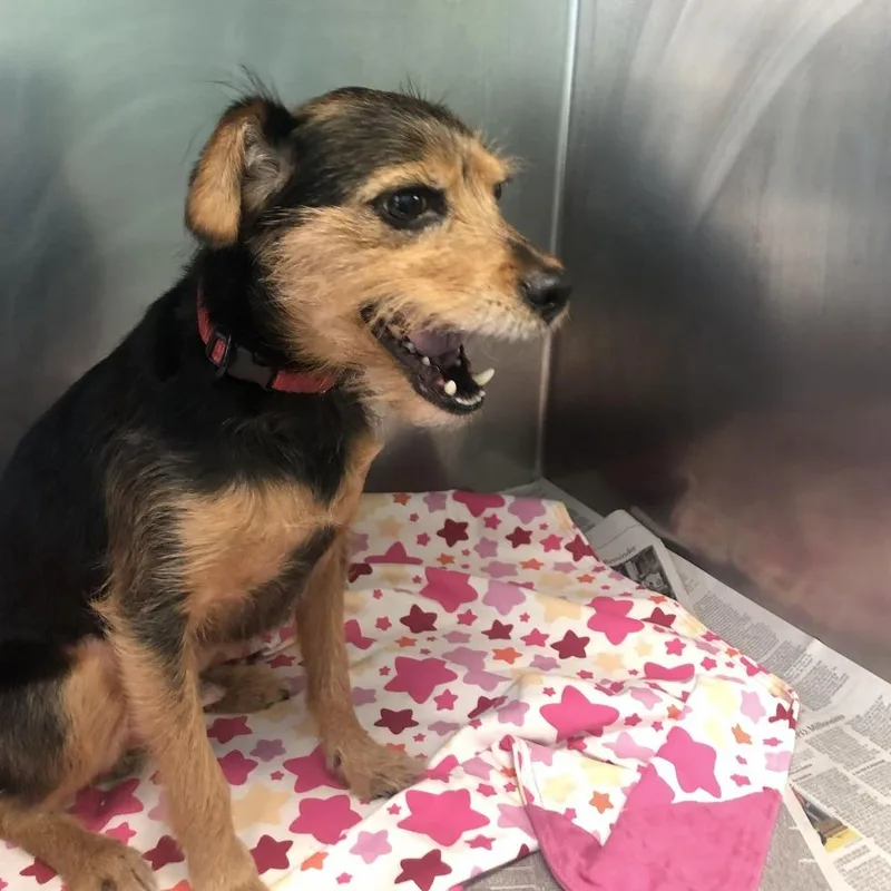 A senior small-sized male Black Jack Russell Terrier dog named Roxas for adoption in Philadelphia, PA